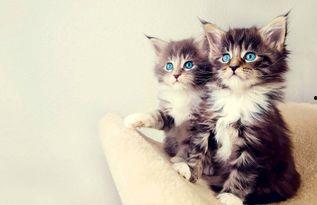 娱乐吃瓜酱小猫睡在哪里,揭秘萌宠的温馨睡眠角落 第1张 娱乐吃瓜酱小猫睡在哪里,揭秘萌宠的温馨睡眠角落 第1张